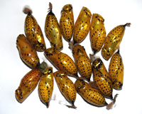 куколки бабочек Idea leuconoe